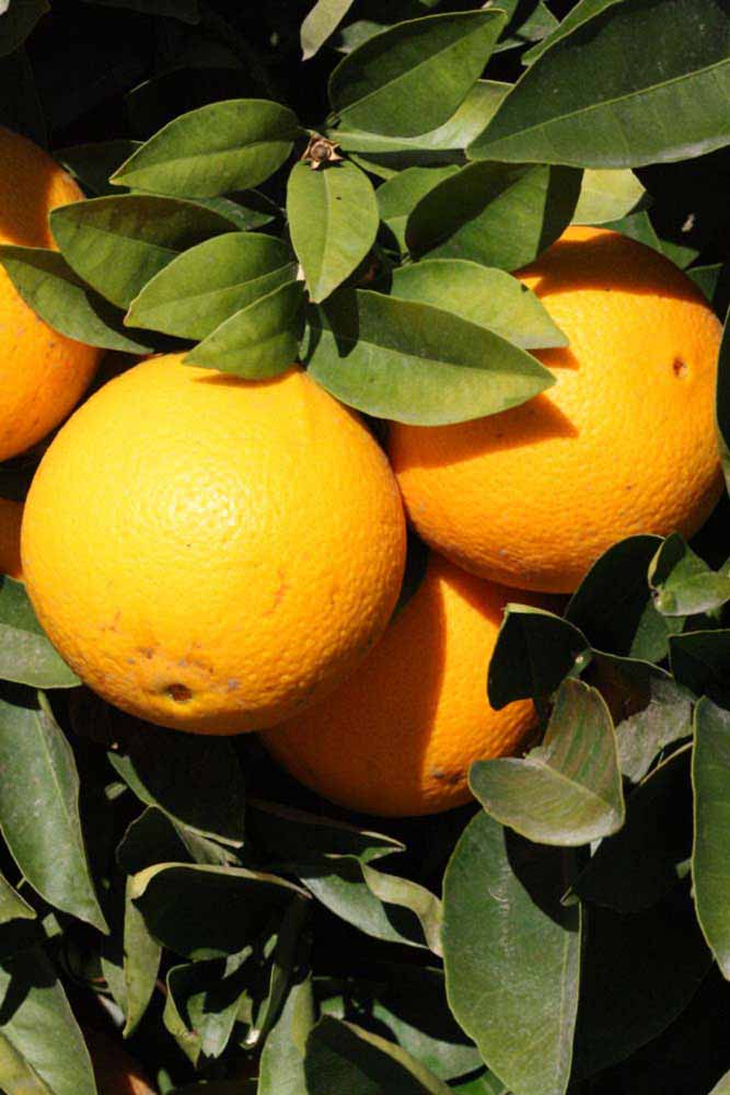            Fruit (Riverside, CA)   